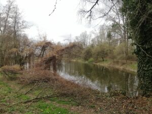 Likvidace náletů, vytažení stromů a větví spadených do rybníku + pořez