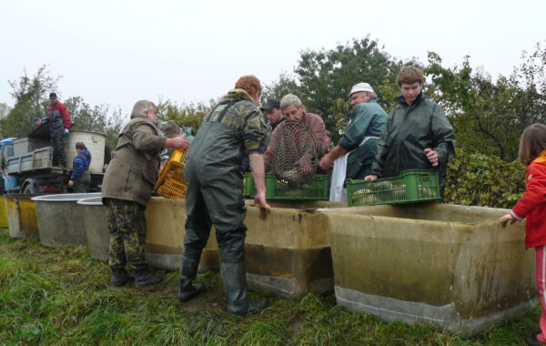 Výlov Řídeč 2010