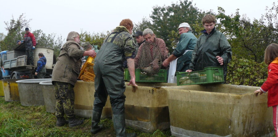 Výlov Řídeč 2010